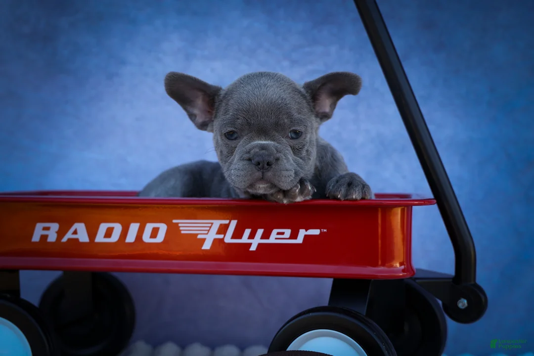Frenchton dogs for sale: Quinn - Ad 1