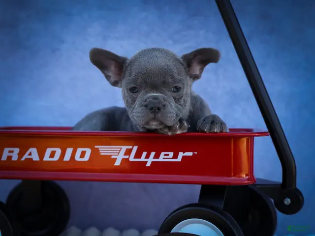 Frenchton dogs Quinn - Ad 1