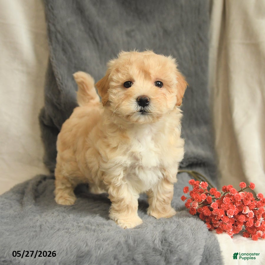 Maltipoo dogs Wendy - Ad 1