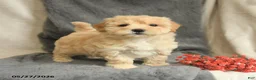 Maltipoo dogs for sale: Wendy - Ad 1
