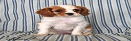 Cavalier King Charles Spaniel dogs for sale: Jane - Ad 1
