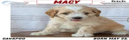 Cavapoo dogs for sale: Macy - Ad 1