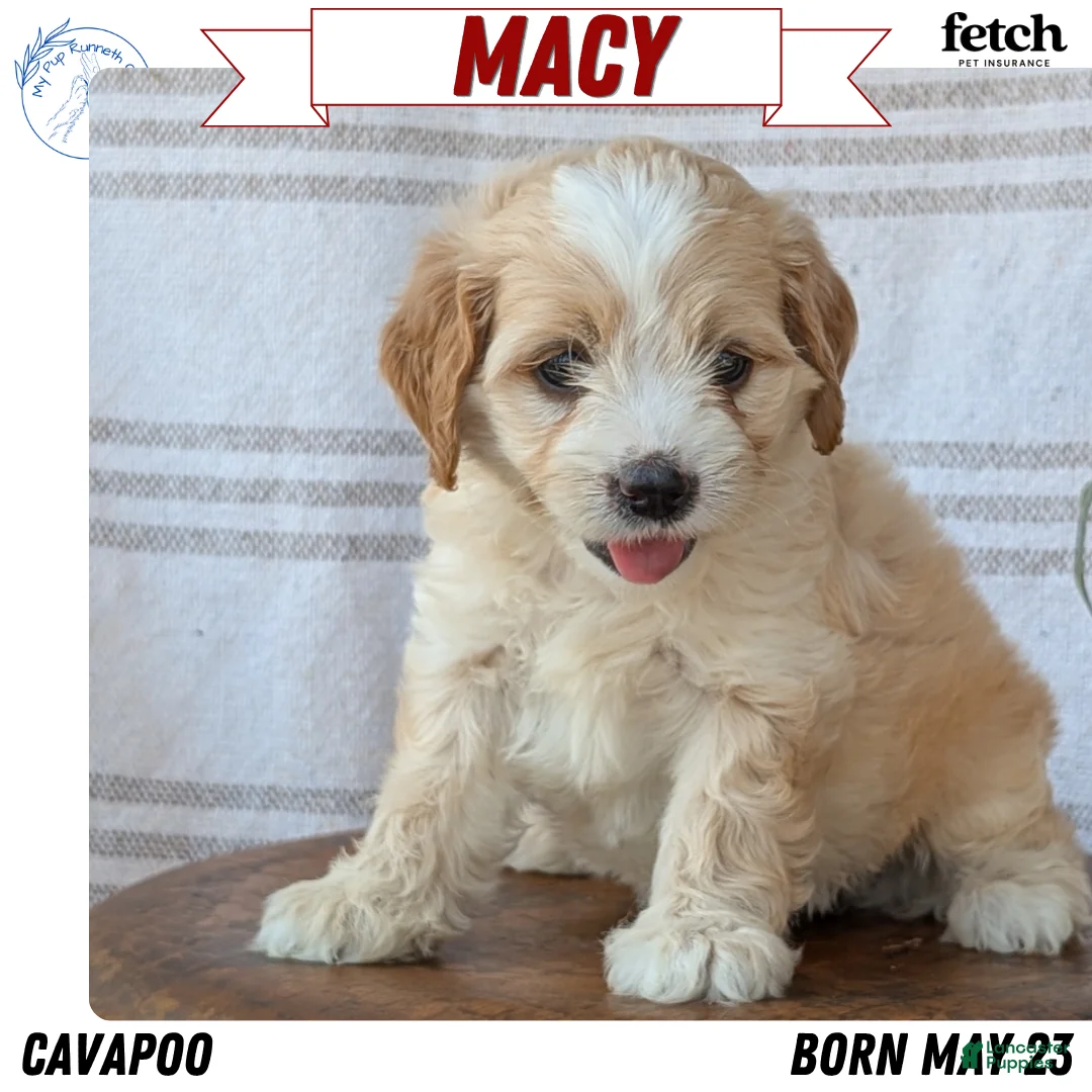 Cavapoo dogs for sale: Macy - Ad 1