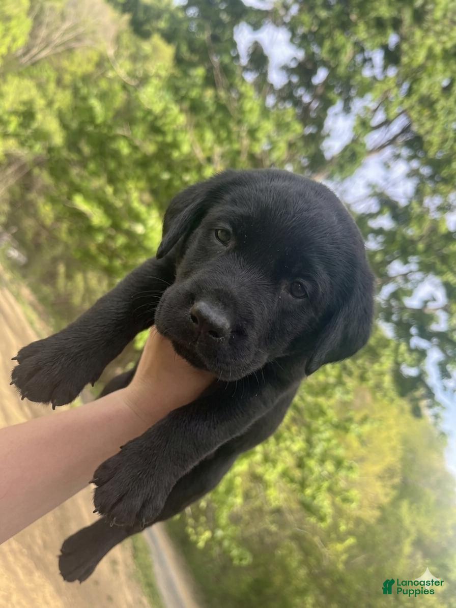 Labrador Retriever dogs for sale: Labrador Retriever Girl - Ad 1