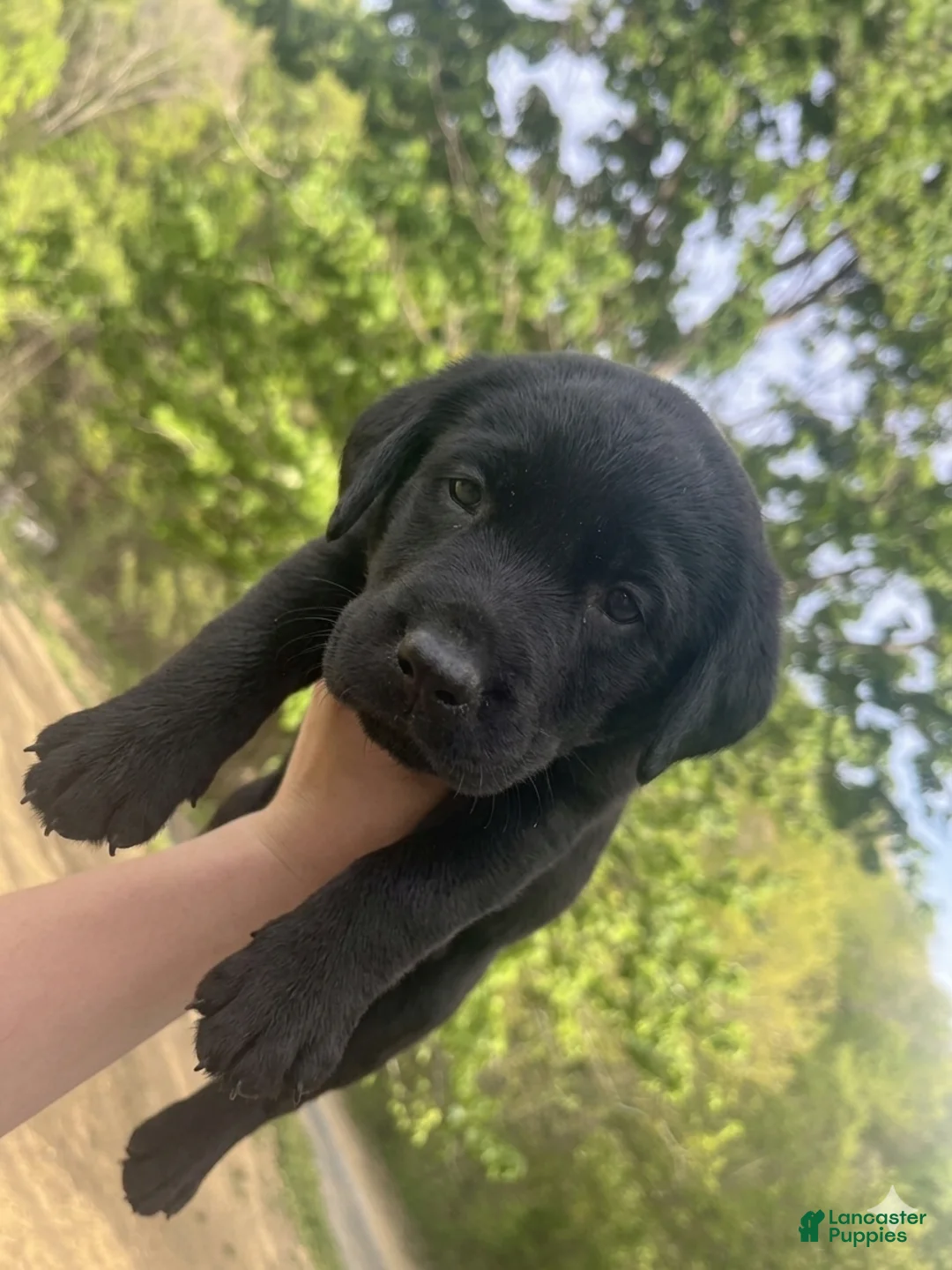 Labrador Retriever dogs for sale: Labrador Retriever Girl - Ad 1