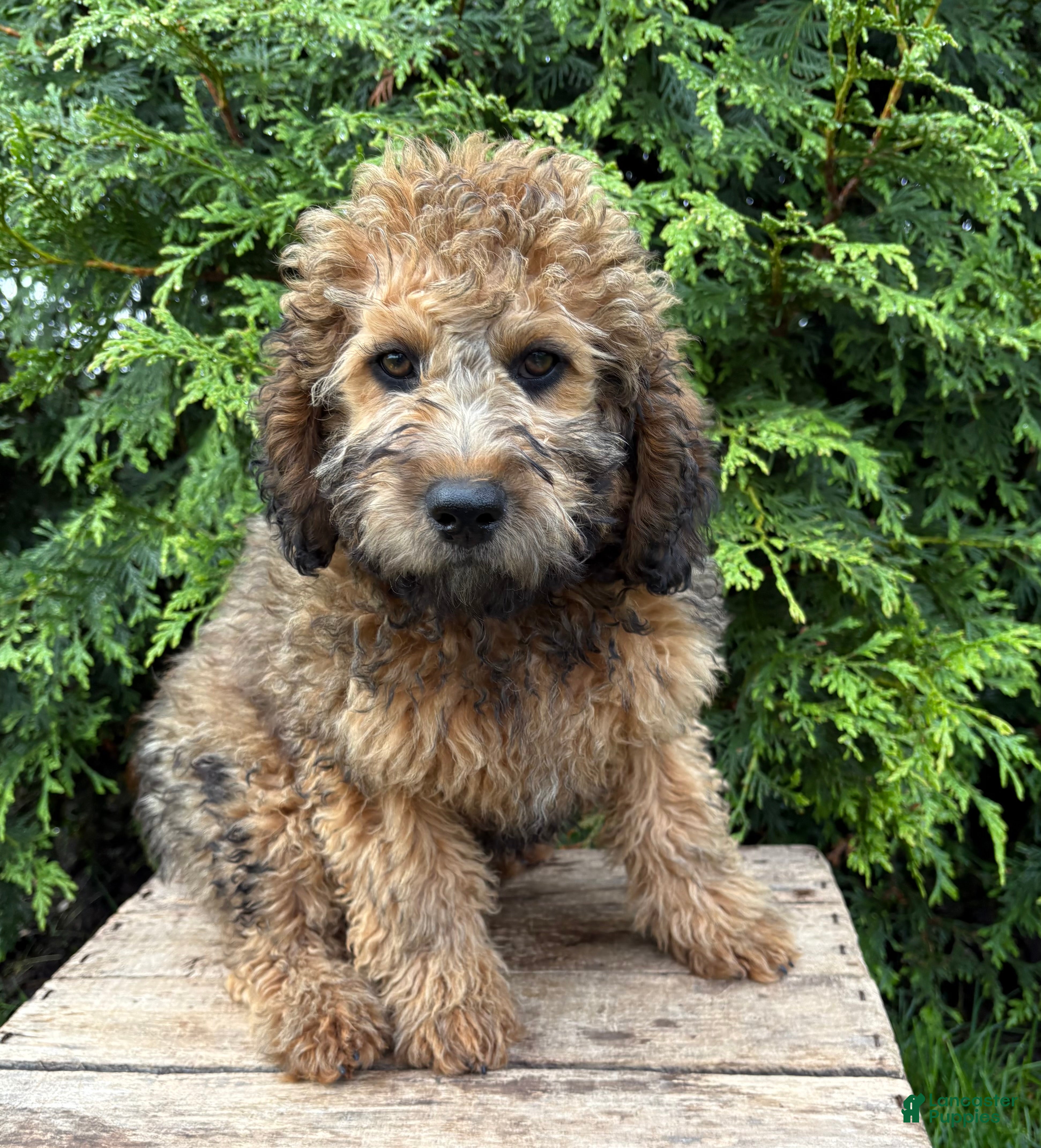 Whoodle dogs Dolly - Ad 2