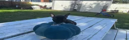French Bulldog dogs for sale: Rocky - Ad 3
