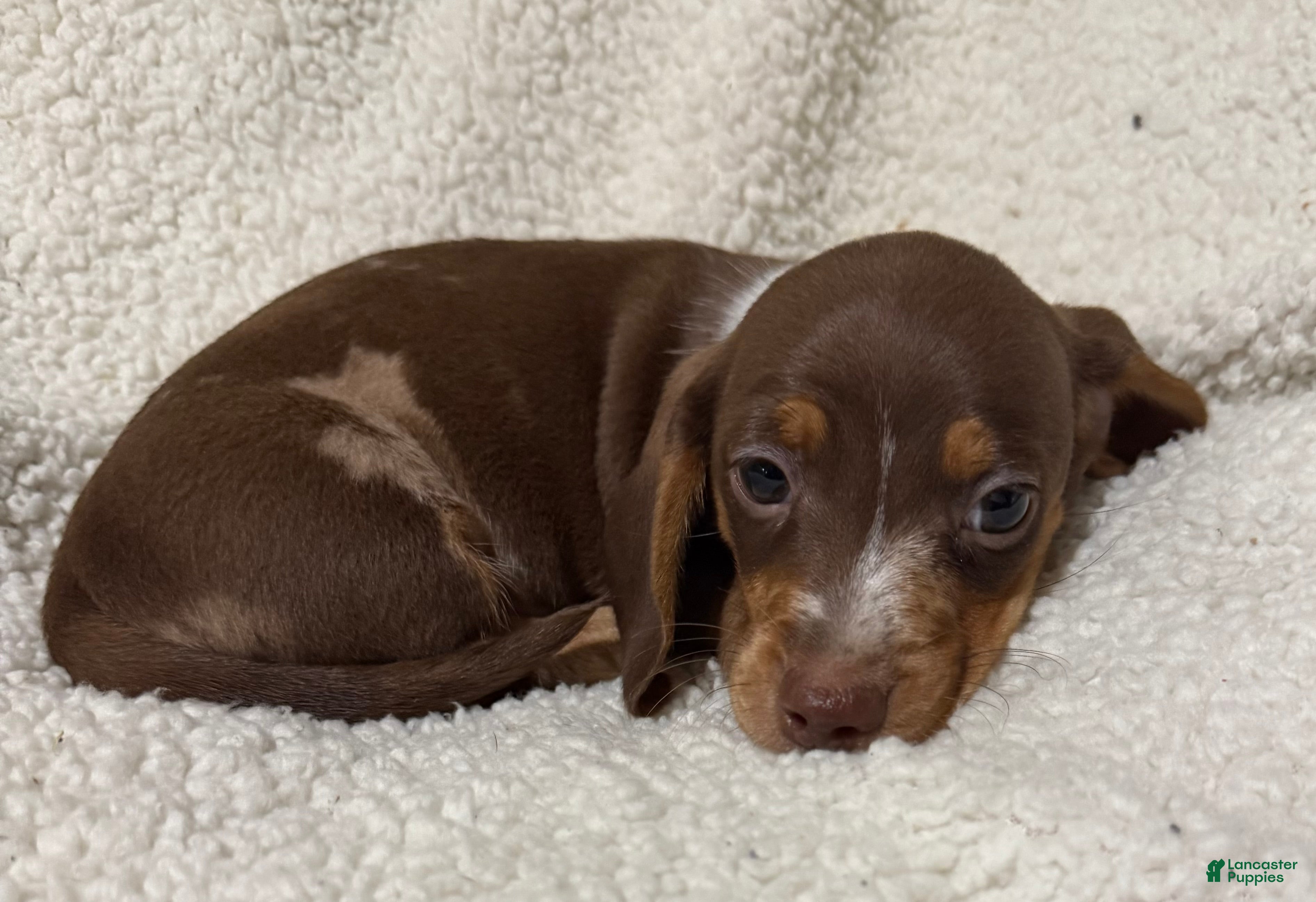 Miniature Dachshund dogs STRIPES - Ad 2