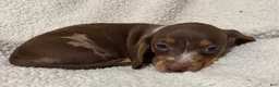 Miniature Dachshund dogs for sale: STRIPES - Ad 2