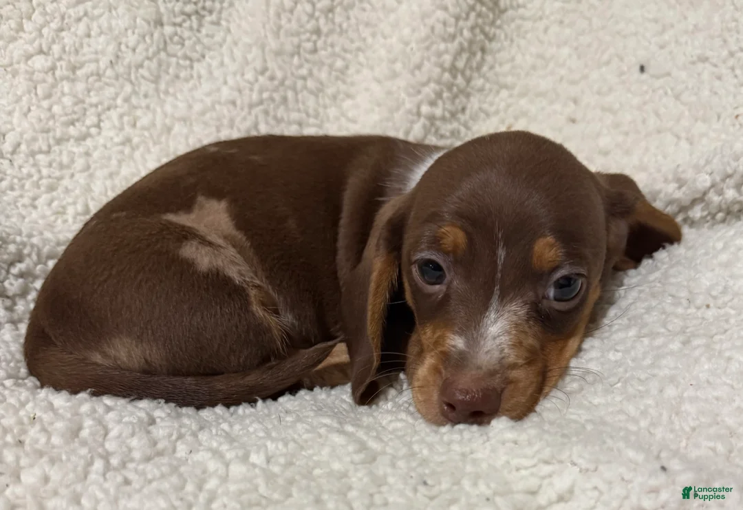 Miniature Dachshund dogs for sale: STRIPES - Ad 2