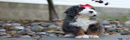 Mini Bernedoodle dogs for sale: 🐾 Meet Pilot 🐾 - Ad 6