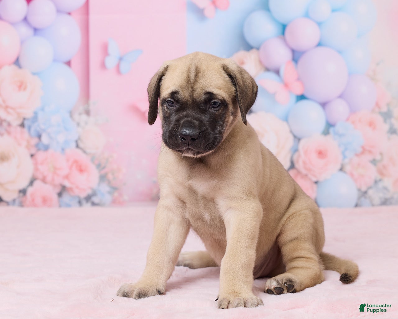 English Mastiff dogs Diesel - Ad 2