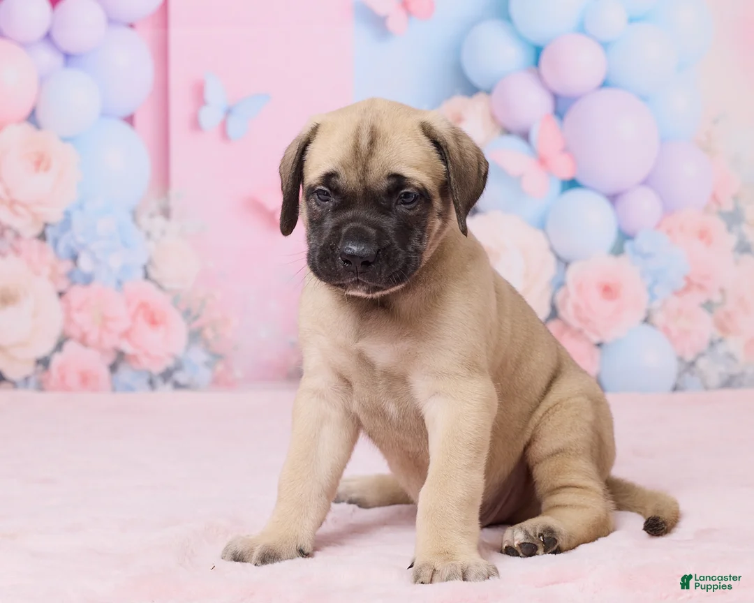English Mastiff dogs for sale: Diesel - Ad 2