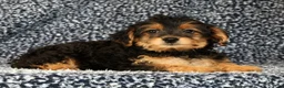 Yorkiepoo dogs for sale: Zelda - Ad 3