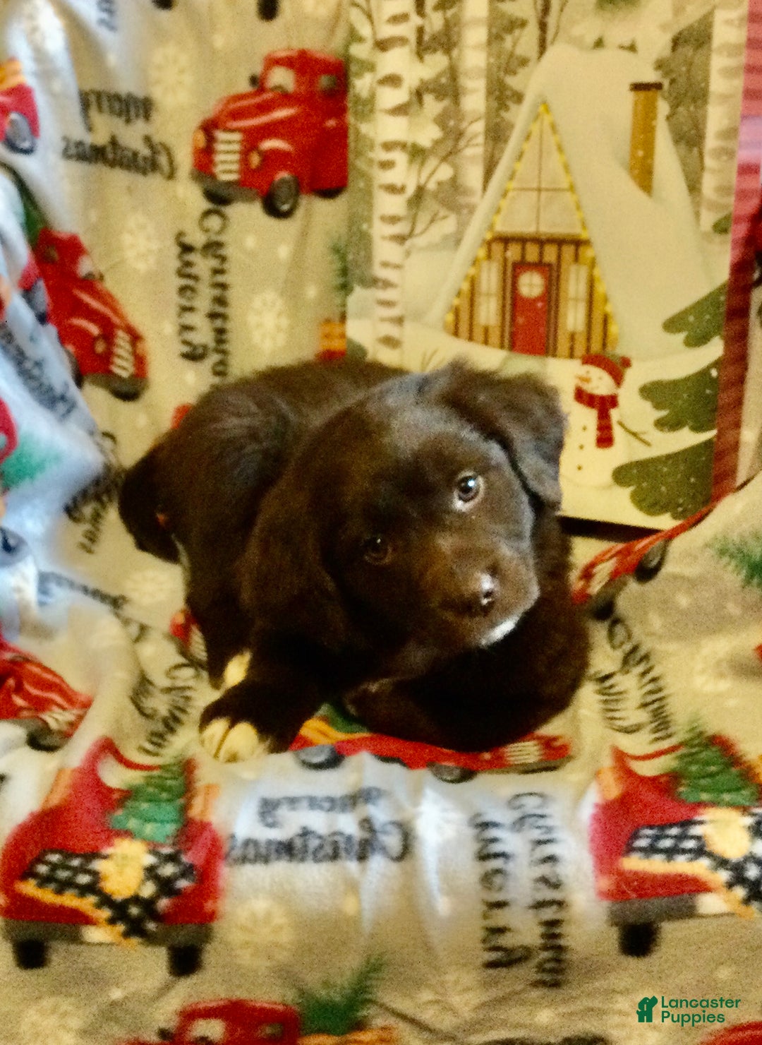 Mixed Breed dogs for sale: Mimmy  - Ad 2