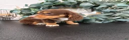 Miniature Dachshund dogs for sale: Rowan - Ad 6