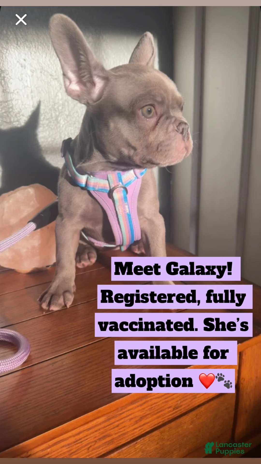 French Bulldog dogs for sale: French Bulldog  - Ad 1