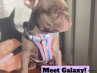 French Bulldog dogs French Bulldog - Ad 22