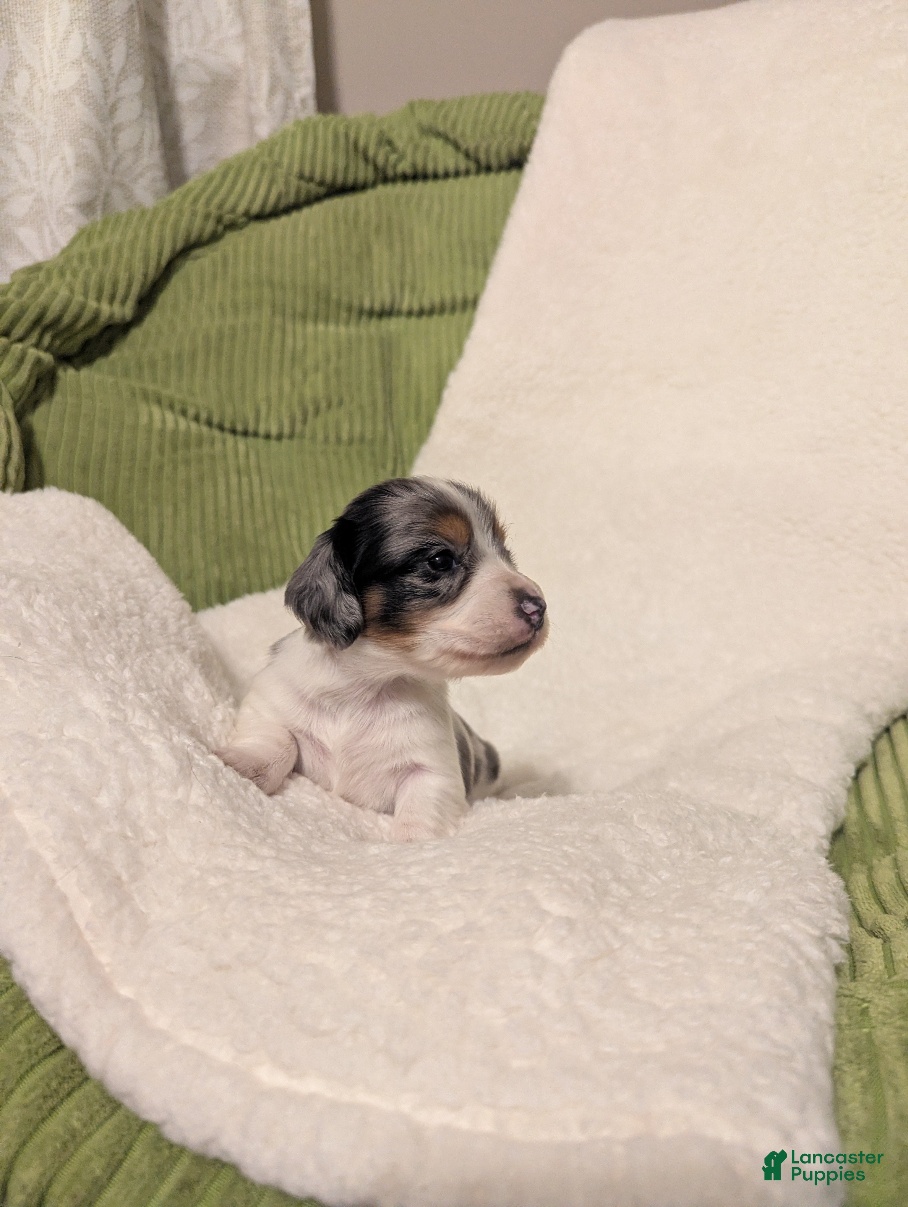 Dachshund dogs Sophie - Ad 37