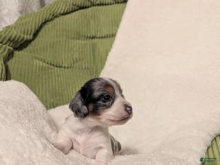 Dachshund dogs Sophie - Ad 37