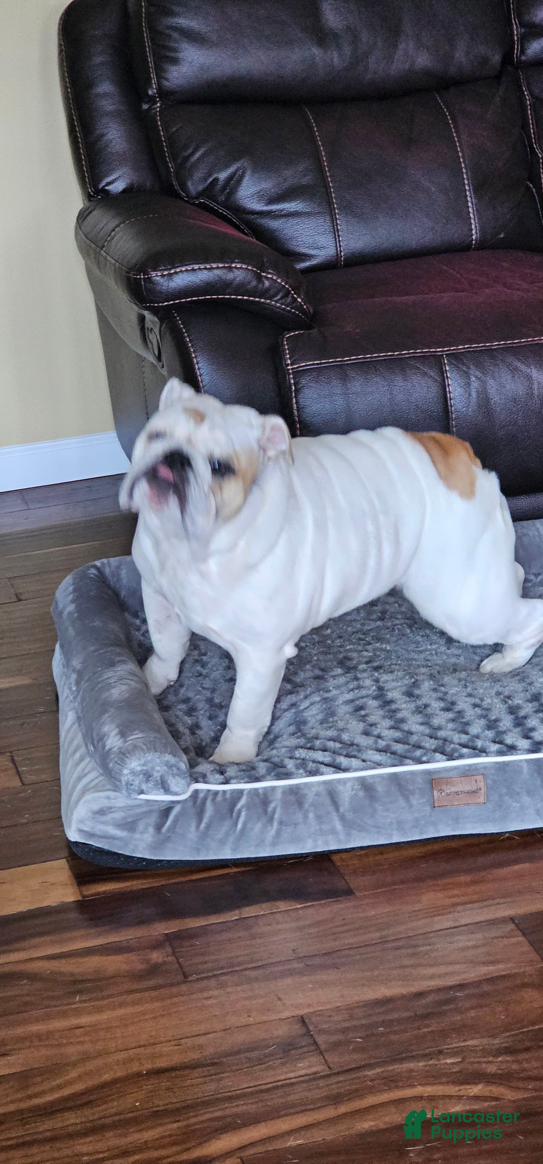 English Bulldog dogs for sale: English Bulldog Puppy 1 - Ad 8