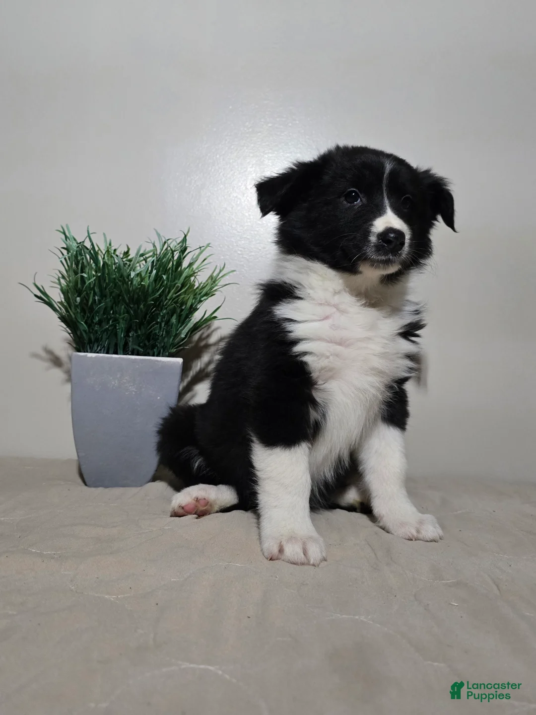 Australian Shepherd dogs for sale: Samantha  - Ad 5