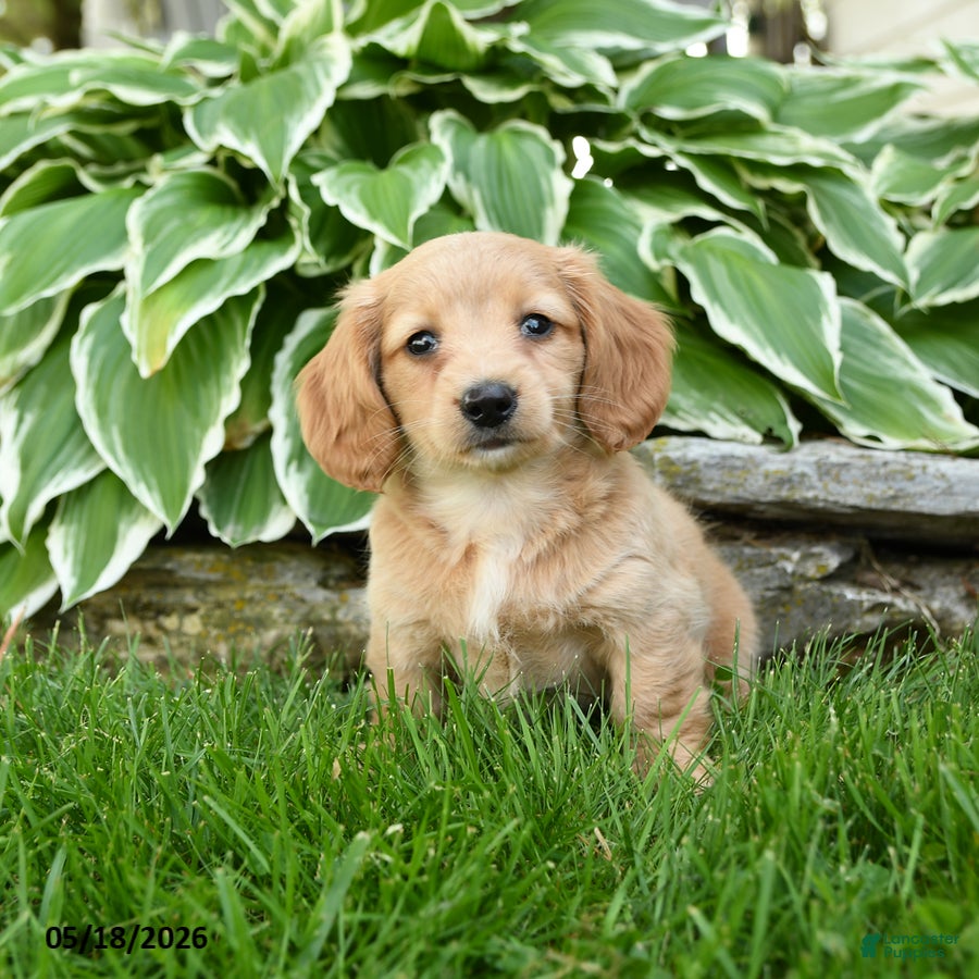 Miniature Dachshund dogs for sale: Twinkle - Ad 2