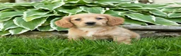 Miniature Dachshund dogs for sale: Twinkle - Ad 1