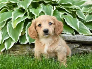 Miniature Dachshund dogs for sale: Twinkle - Ad 2