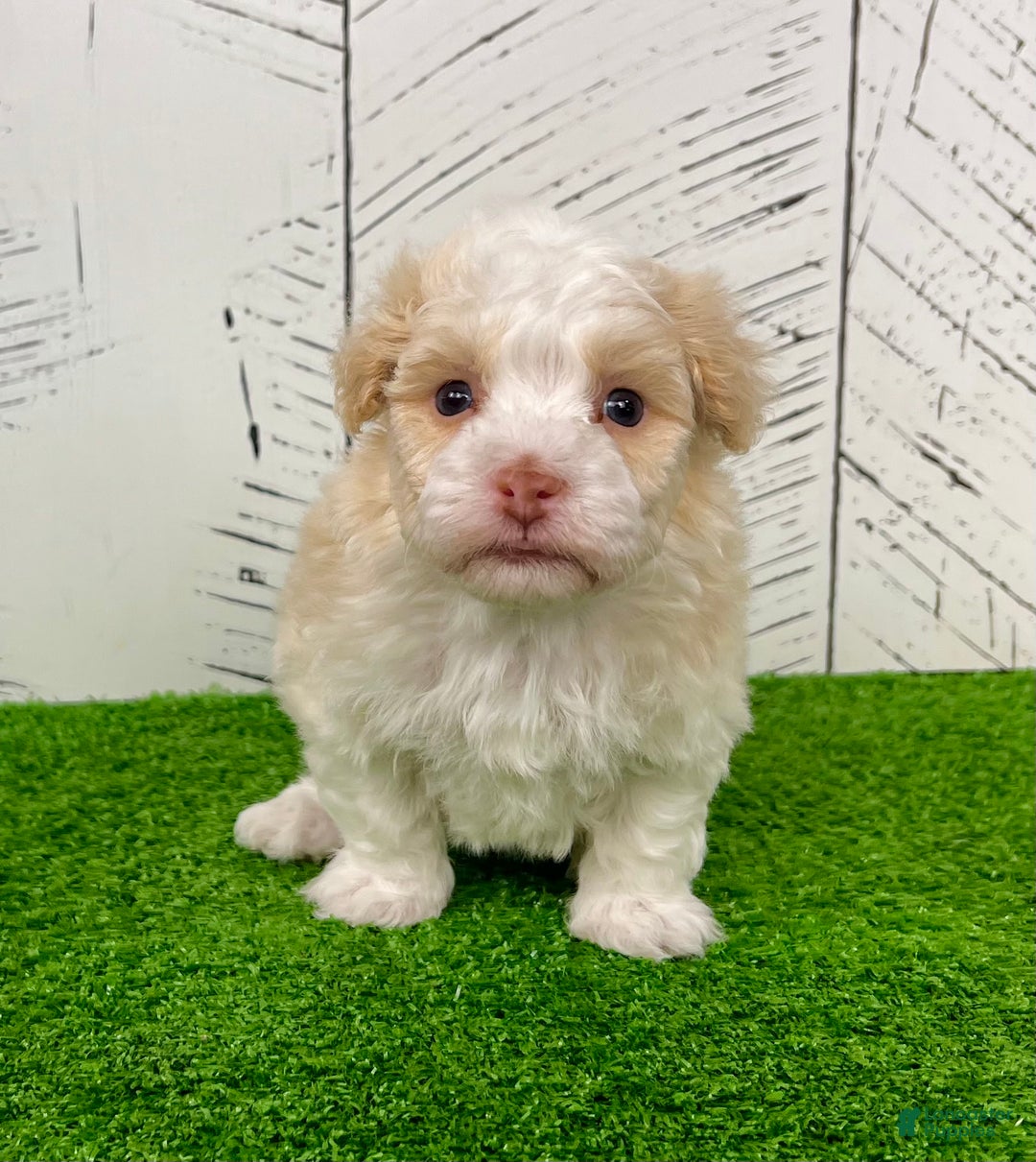 Havanese dogs for sale: Ralph - Ad 5