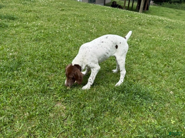 German Shorthaired Pointer dogs Leanna - Ad 1