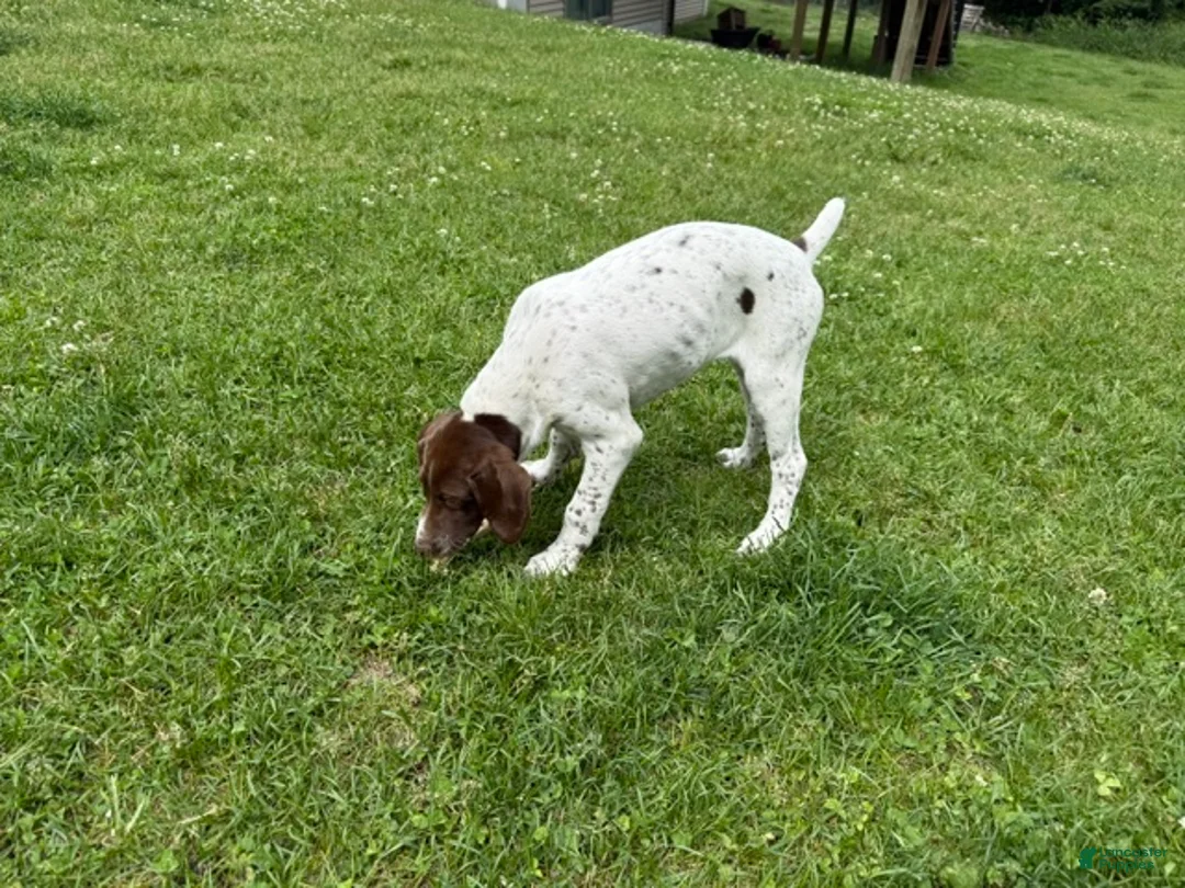 German Shorthaired Pointer dogs for sale: Leanna - Ad 1