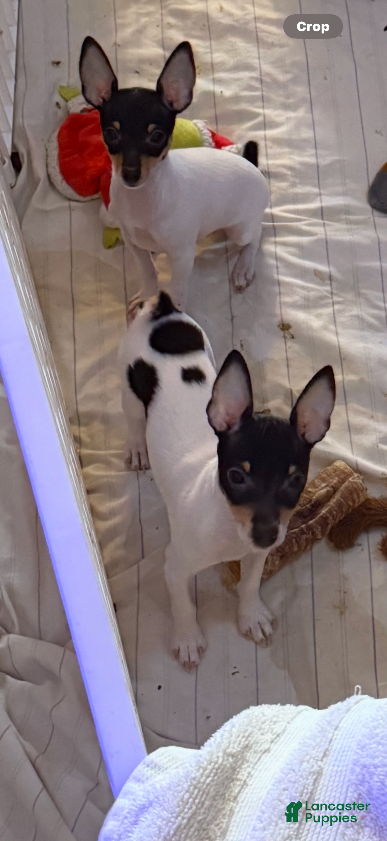 Toy Fox Terrier dogs Toy Fox Terrier Puppy 1 - Ad 1