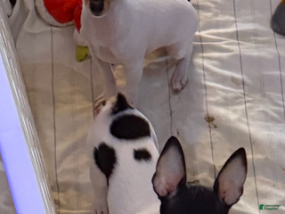 Toy Fox Terrier dogs Toy Fox Terrier Puppy 1 - Ad 1