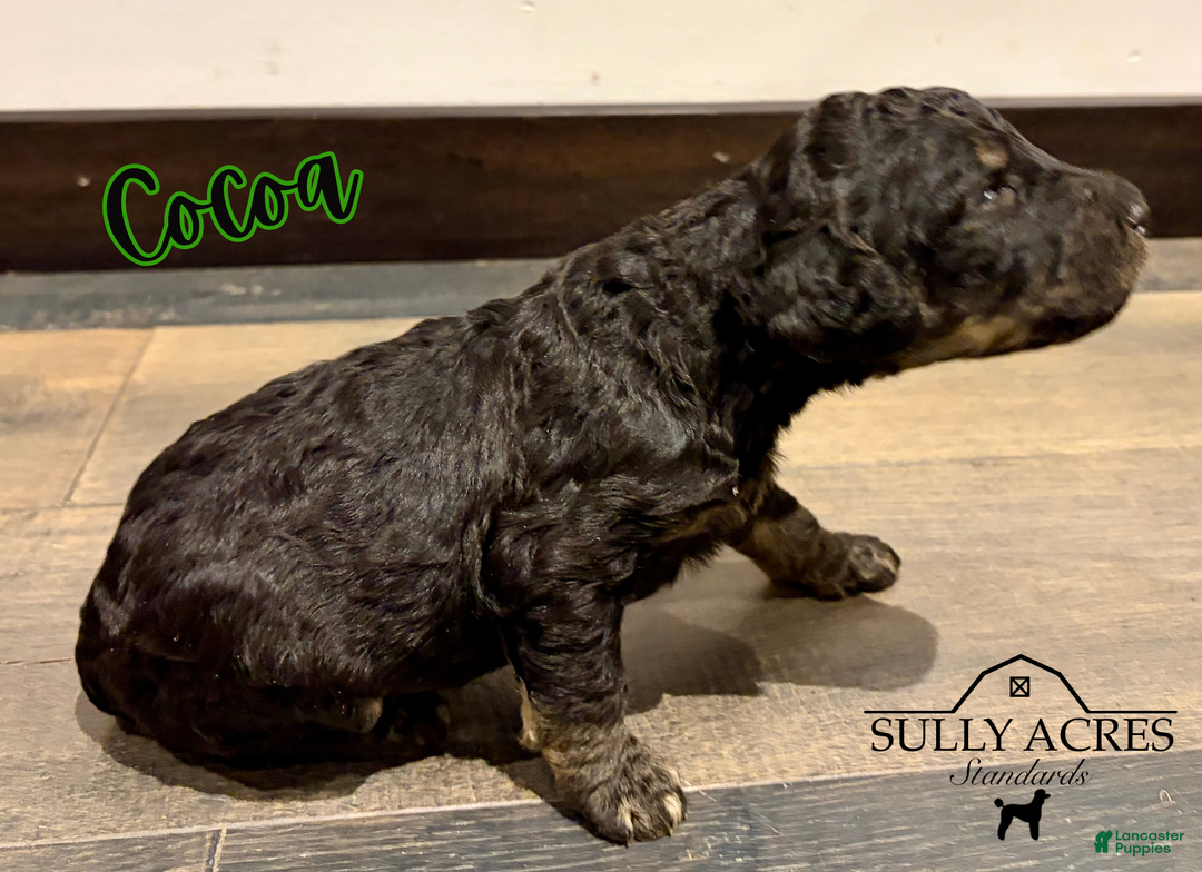 Standard Poodle dogs for sale: Cocoa - Ad 4