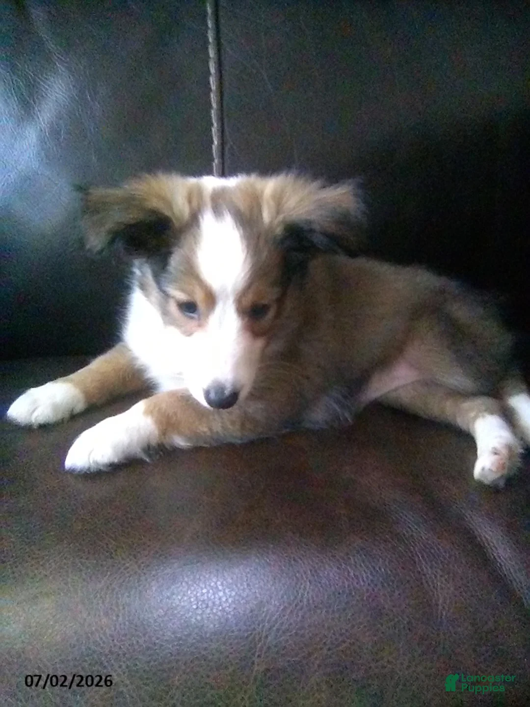 Shetland Sheepdog dogs for sale: Chloe - Ad 3