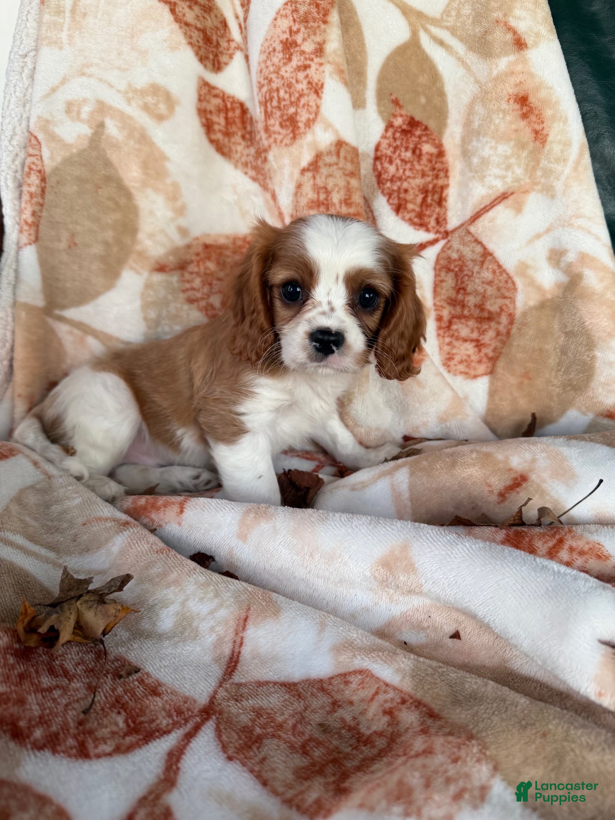 Cavalier King Charles Spaniel dogs Cuddles Cavalier King Charles Spaniel  - Ad 2
