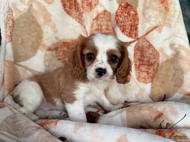 Cavalier King Charles Spaniel dogs Cuddles Cavalier King Charles Spaniel - Ad 2