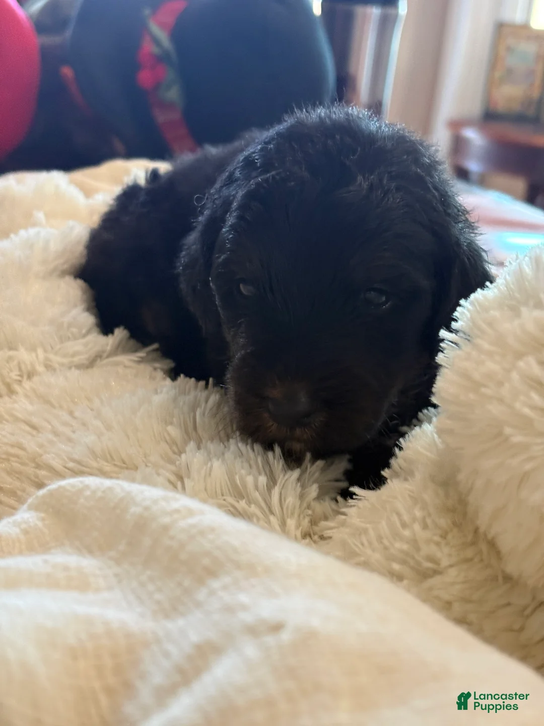 Mixed Breed dogs for sale: female # 4 English Shepherd Doodle  - Ad 6