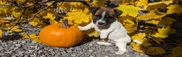 Jack Russell Terrier dogs for sale: Snickers - Ad 3