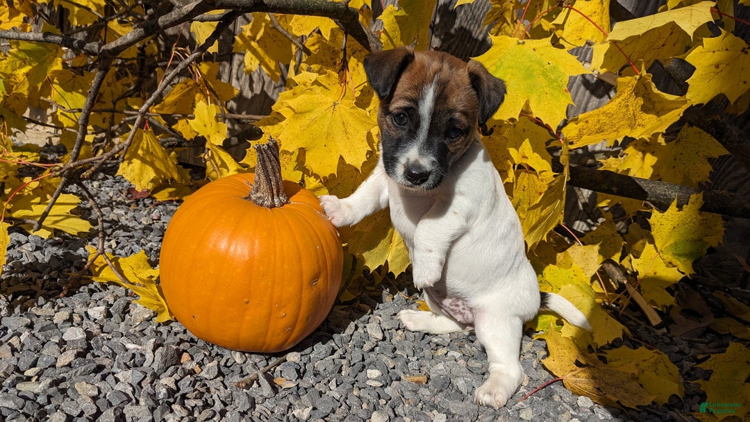 Jack Russell Terrier dogs for sale: Snickers - Ad 3