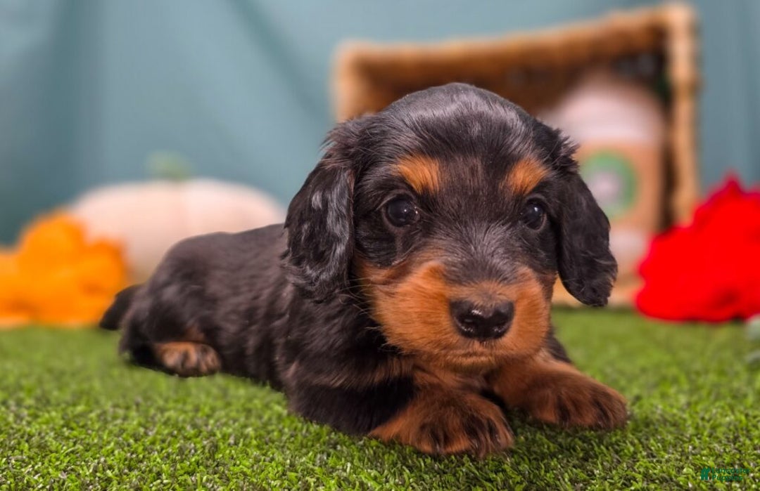 Dachshund dogs for sale: Annie - Ad 5