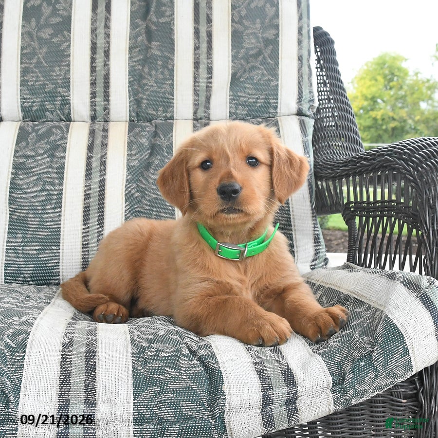 Golden Retriever dogs Amber - Ad 1