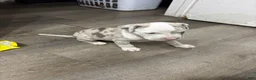 American Bully dogs for sale: American Bully 1 - Ad 2