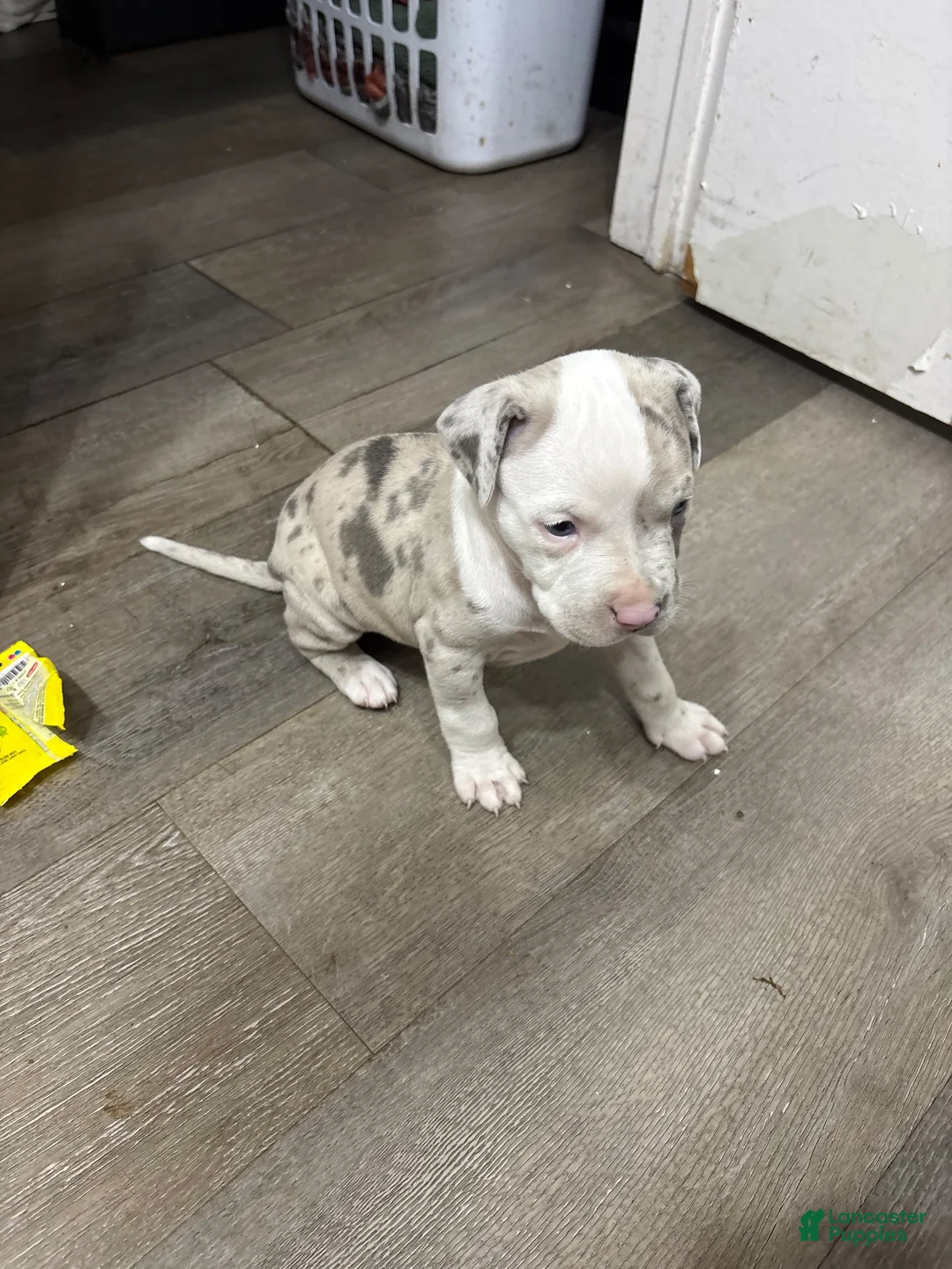 American Bully dogs for sale: American Bully 1 - Ad 2