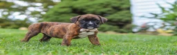 Boxer dogs for sale: Ruby - Ad 4