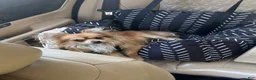 Chihuahua dogs for sale: Beau - Ad 3
