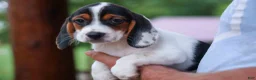 Beagle dogs for sale: Dolly💗 - Ad 9