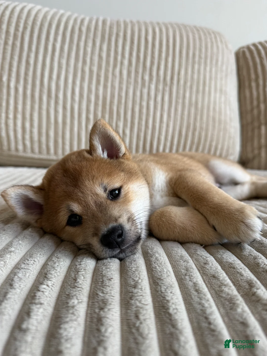 Shiba Inu dogs for sale: Bro - Ad 2