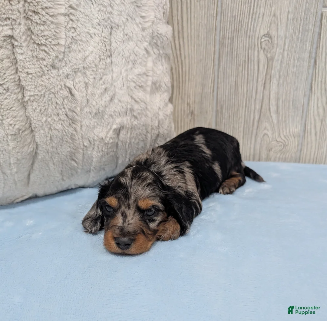 Miniature Dachshund dogs for sale: Skippy - Ad 2